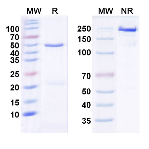 Anti-VGlut1 Antibody (N28/7) Anti-VGlut1 Antibody (N28/7)