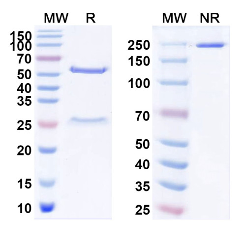 Anti-VMAT2 Antibody (N449/73)