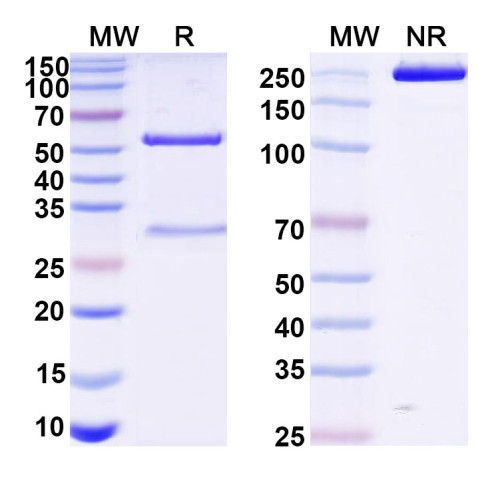 Anti-VSV G/Glycoprotein G Antibody (VI20)