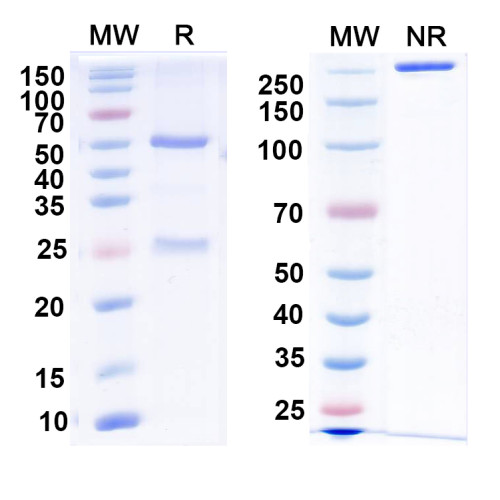 Anti-Vaccinia D8L Antibody (LA5) Anti-Vaccinia D8L Antibody (LA5)