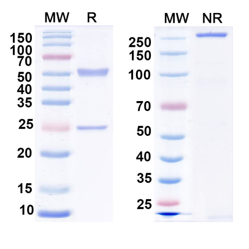 Anti-Vaccinia virus/VACV H3L/Ag35 Antibody (B9) Anti-Vaccinia virus/VACV H3L/Ag35 Antibody (B9)