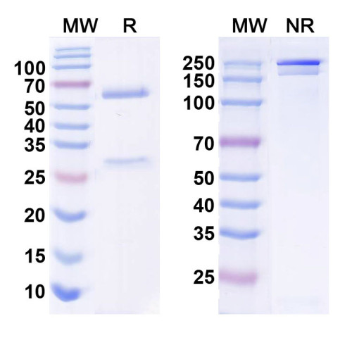 Anti-WNK3 Antibody (N392/9) Anti-WNK3 Antibody (N392/9)