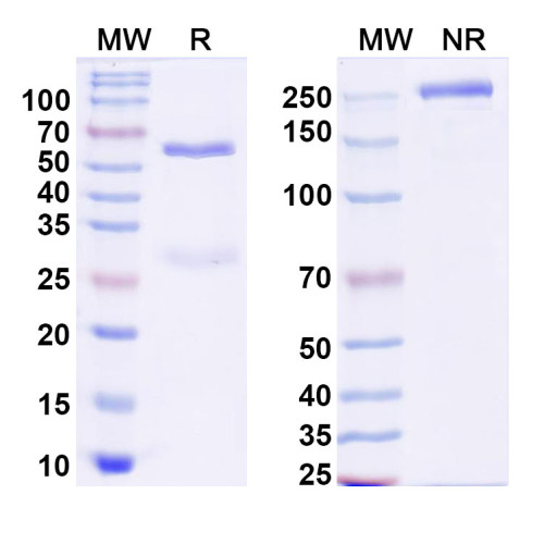 Anti-West Nile virus/WNV GP1/Genome polyprotein Antibody (CR4274) Anti-West Nile virus/WNV GP1/Genome polyprotein Antibody (CR4274)