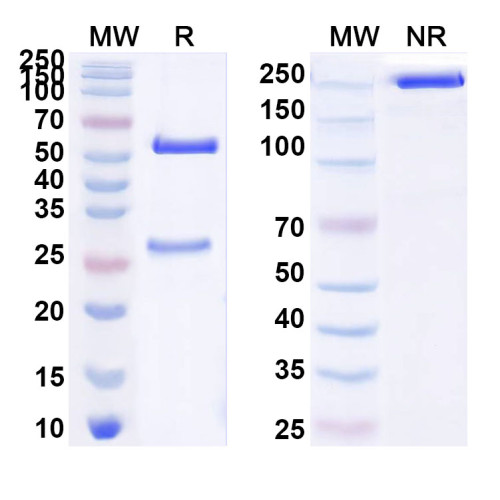 Anti-ZEBOV NP/Nucleoprotein Antibody (KZ51)