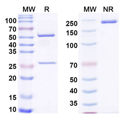 Anti-dsRNA/ssRNA Antibody (P6)