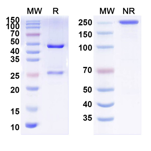 Anti-pan-MAGUK Antibody (K28/86) Anti-pan-MAGUK Antibody (K28/86)