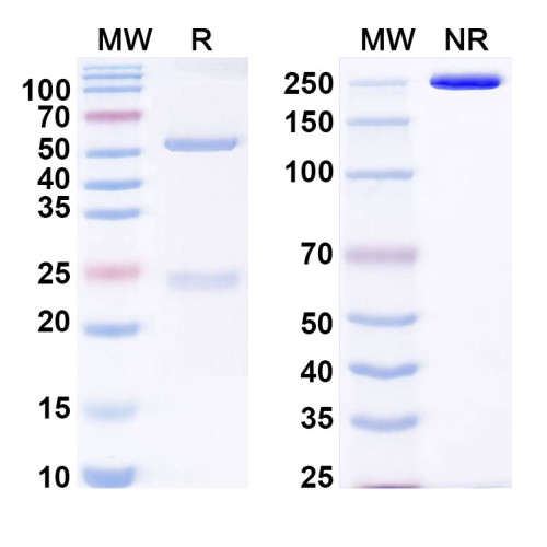Anti-poly-glutamine (polyQ) Antibody (MW1) Anti-poly-glutamine (polyQ) Antibody (MW1)