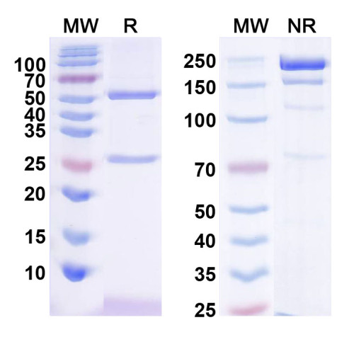 InVivoMAb Anti-Dog IL31 Antibody (Iv0213) InVivoMAb Anti-Dog IL31 Antibody (Iv0213)
