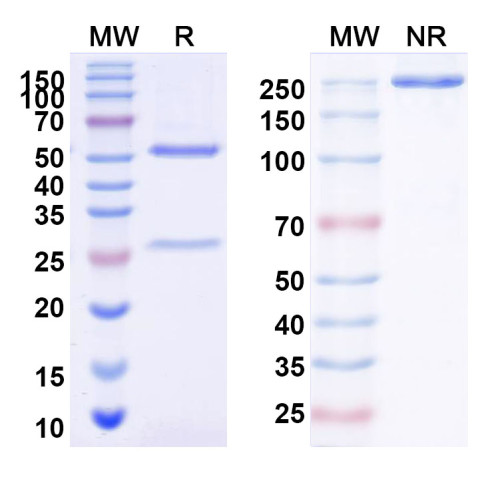 InVivoMAb Anti-Globo H Antibody (2C2) InVivoMAb Anti-Globo H Antibody (2C2)
