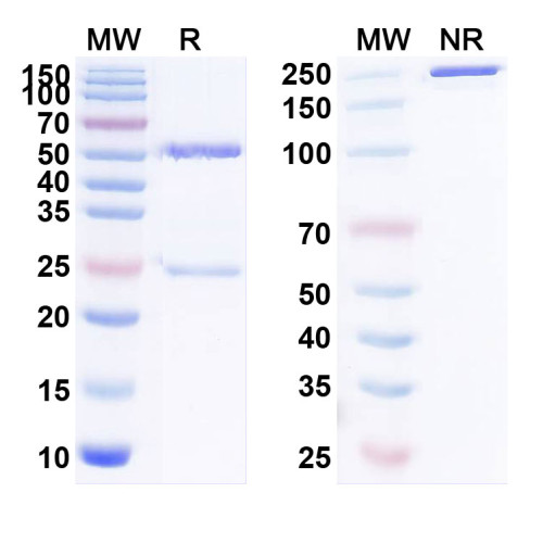 InVivoMAb Anti-HMPV F/Fusion glycoprotein F0 Antibody (MPV467) InVivoMAb Anti-HMPV F/Fusion glycoprotein F0 Antibody (MPV467)