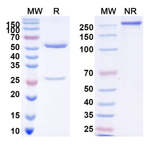 InVivoMAb Anti-HPV6 L1/Major capsid protein L1 Pentamer Antibody (Iv0005) InVivoMAb Anti-HPV6 L1/Major capsid protein L1 Pentamer Antibody (Iv0005)
