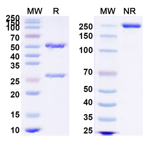 InVivoMAb Anti-HRSV F/F protein Antibody (3M3)