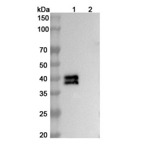 InVivoMAb Anti-HRSV/hMPV Fusion glycoprotein Neutralizing Antibody (M2B6) InVivoMAb Anti-HRSV/hMPV Fusion glycoprotein Neutralizing Antibody (M2B6)