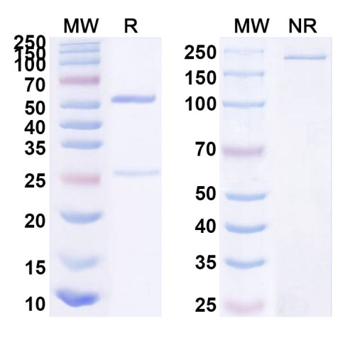 InVivoMAb Anti-HSV1/HHV1 gB/Envelope glycoprotein B (Fd79)