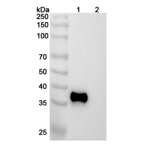 InVivoMAb Anti-Human β-tryptase/TPSAB1 Antibody (31A)