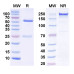 InVivoMAb Anti-Human β-tryptase/TPSAB1 Antibody (31A)