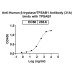 InVivoMAb Anti-Human β-tryptase/TPSAB1 Antibody (31A)