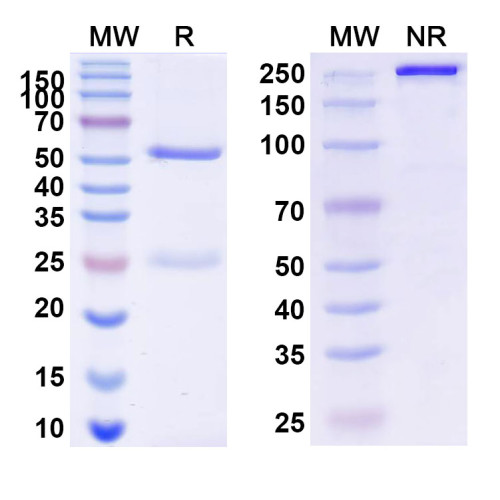 InVivoMAb Anti-Human APOE4 Antibody (HJ15.1) InVivoMAb Anti-Human APOE4 Antibody (HJ15.1)