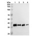 InVivoMAb Anti-Human APOE Antibody (Iv0128) InVivoMAb Anti-Human APOE Antibody (Iv0128)