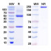InVivoMAb Anti-Human APOE Antibody (Iv0128) InVivoMAb Anti-Human APOE Antibody (Iv0128)