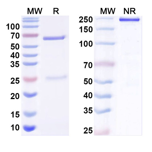 InVivoMAb Anti-Human ApoC3 Antibody (Iv0249)