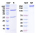 InVivoMAb Anti-Human CCL11/Eotaxin (Iv0081) InVivoMAb Anti-Human CCL11/Eotaxin (Iv0081)