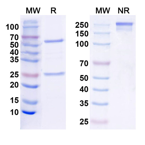 InVivoMAb Anti-Human CD49d/ITGA4 Antibody (Iv0201) InVivoMAb Anti-Human CD49d/ITGA4 Antibody (Iv0201)