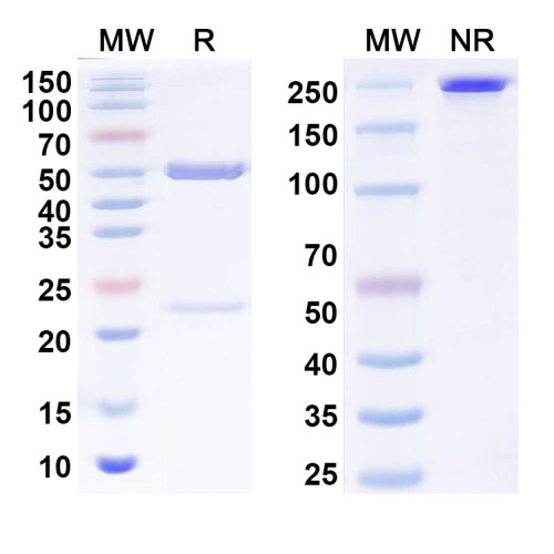 InVivoMAb Anti-Human CD73/NT5E Antibody (TB38)
