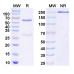 InVivoMAb Anti-Human CSF2/GM-CSF (Iv0053) InVivoMAb Anti-Human CSF2/GM-CSF (Iv0053)