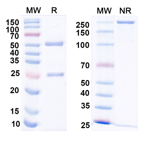 InVivoMAb Anti-Human F9/Factor IX Antibody (10C12)