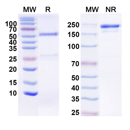 InVivoMAb Anti-Human FGF21 (Iv0067) InVivoMAb Anti-Human FGF21 (Iv0067)