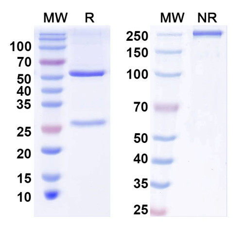 InVivoMAb Anti-Human IFNA1/Interferon alpha-D (Iv0036)