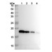 InVivoMAb Anti-Human IFN α2/IFNA2 (Iv0001) InVivoMAb Anti-Human IFN α2/IFNA2 (Iv0001)