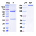 InVivoMAb Anti-Human IFN α2/IFNA2 (Iv0001) InVivoMAb Anti-Human IFN α2/IFNA2 (Iv0001)