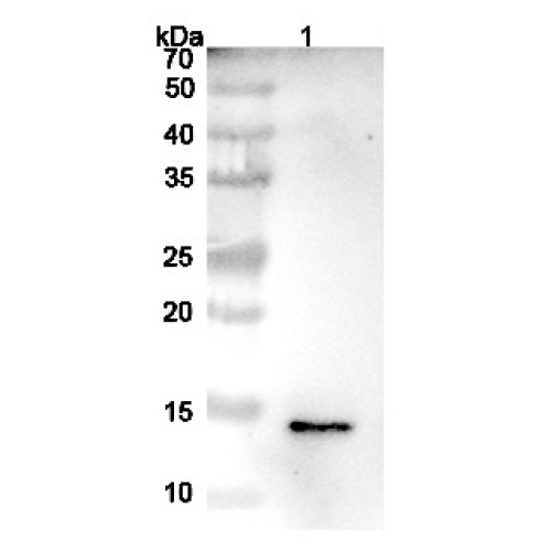 InVivoMAb Anti-Human IGF2 (Iv0064)