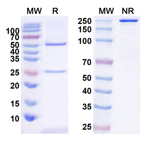 InVivoMAb Anti-Human IL10 (Iv0025)