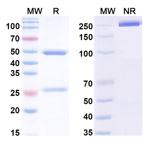 InVivoMAb Anti-Human IL1A/IL1F1 (Iv0018) InVivoMAb Anti-Human IL1A/IL1F1 (Iv0018)