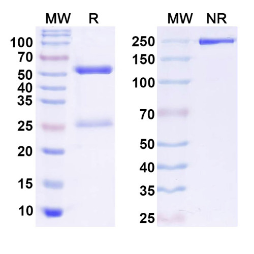 InVivoMAb Anti-Human KLKB1 Antibody (Iv0183) InVivoMAb Anti-Human KLKB1 Antibody (Iv0183)