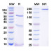 InVivoMAb Anti-Human MUC16 Antibody (AR9.6) InVivoMAb Anti-Human MUC16 Antibody (AR9.6)