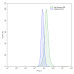 InVivoMAb Anti-Human NGF/Beta-NGF (Iv0066) InVivoMAb Anti-Human NGF/Beta-NGF (Iv0066)