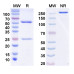 InVivoMAb Anti-Human NGF/Beta-NGF (Iv0066) InVivoMAb Anti-Human NGF/Beta-NGF (Iv0066)
