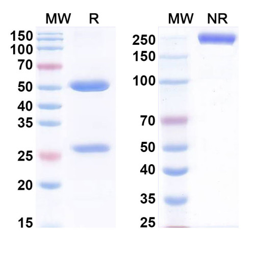 InVivoMAb Anti-Human PDGFB (Iv0072)