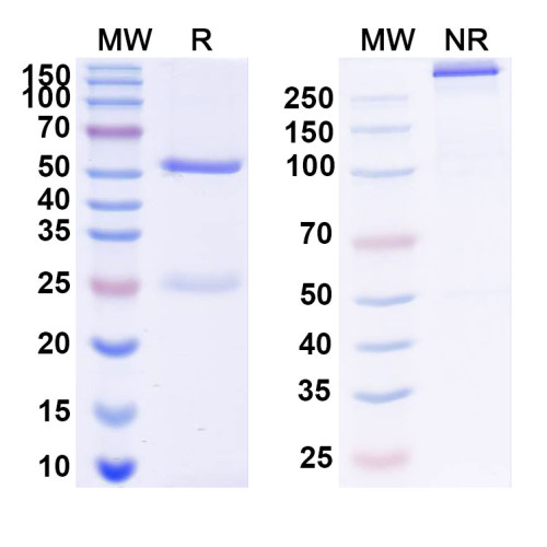 InVivoMAb Anti-Human RAGE/AGER Antibody (11E6#) InVivoMAb Anti-Human RAGE/AGER Antibody (11E6#)