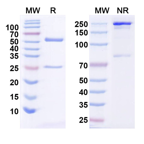 InVivoMAb Anti-Human SNCA Antibody (Iv0173) InVivoMAb Anti-Human SNCA Antibody (Iv0173)