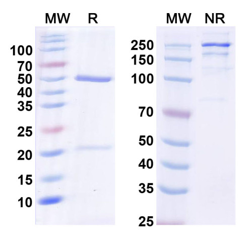 InVivoMAb Anti-Human TGM2 Antibody (52F3) InVivoMAb Anti-Human TGM2 Antibody (52F3)
