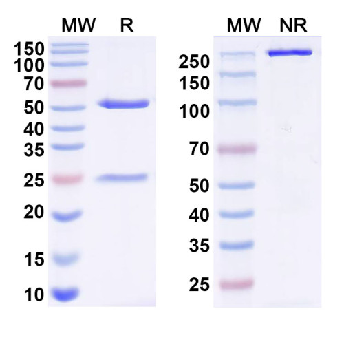 InVivoMAb Anti-Influenza A virus HA/Hemagglutinin Antibody (Iv0148) InVivoMAb Anti-Influenza A virus HA/Hemagglutinin Antibody (Iv0148)