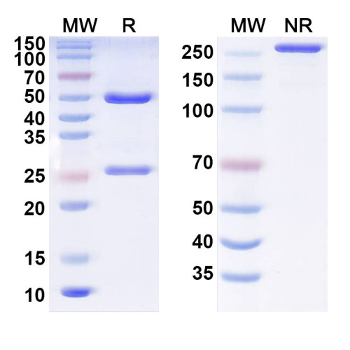 InVivoMAb Anti-Influenza A virus Neuraminidase/NA Antibody (1E01#)