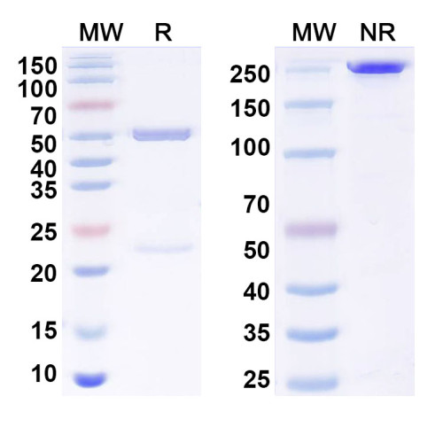 InVivoMAb Anti-MERS-CoV RBD Antibody (4C2) InVivoMAb Anti-MERS-CoV RBD Antibody (4C2)