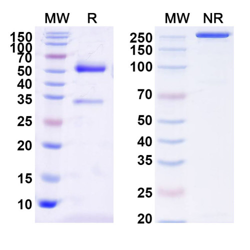 InVivoMAb Anti-MERS-CoV RBD Antibody (S41)