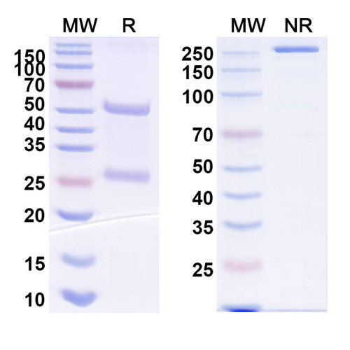 InVivoMAb Anti-MERS-CoV RBD Antibody (m336) InVivoMAb Anti-MERS-CoV RBD Antibody (m336)